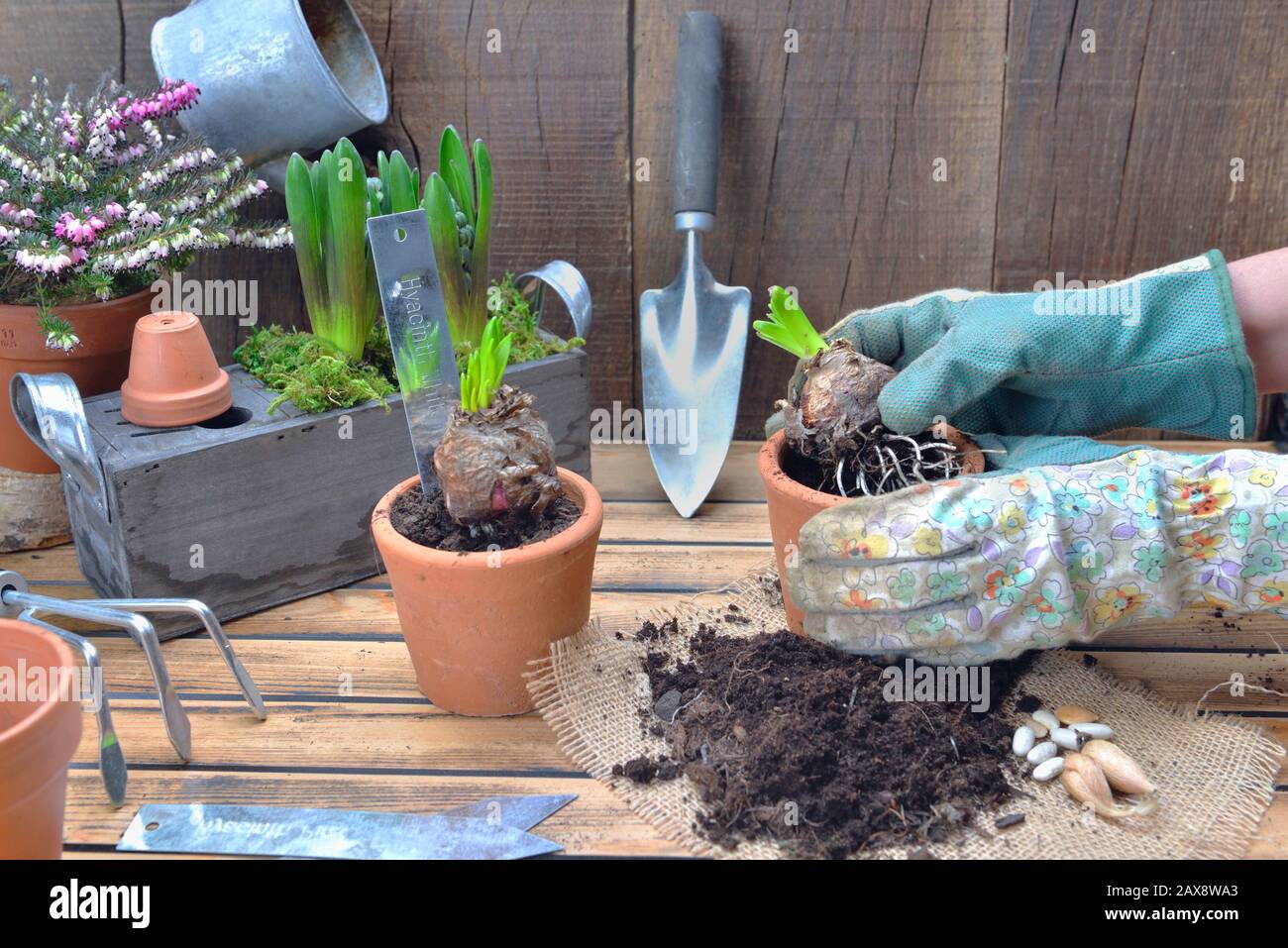 vicino sulle mani del giardiniere che pota un fiore giacinto in un vaso di fiori con attrezzatura di giardinaggio in sfondo di legno Foto Stock vicino sulle mani del giardiniere che pota un fiore giacinto in un vaso di fiori con attrezzatura di giardinaggio in sfondo di legno Foto Stock