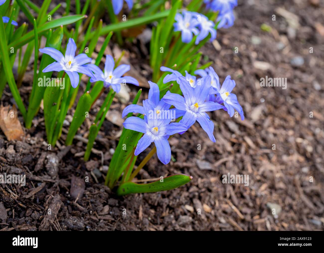 Fiore di primavera, Glory della neve, fioritura nel giardino domestico. Foto Stock
