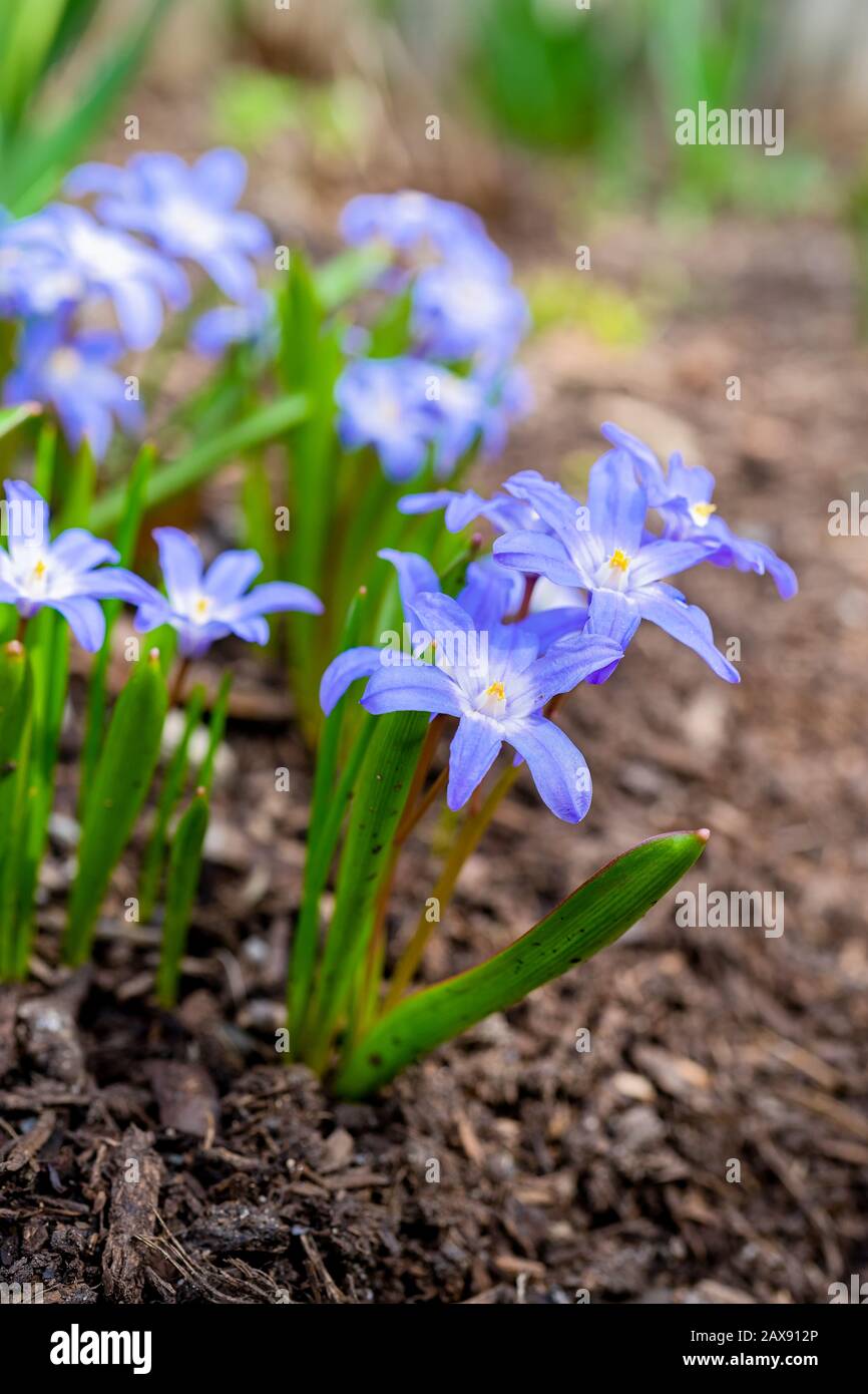 Fiore di primavera, Glory della neve, fioritura nel giardino domestico. Foto Stock