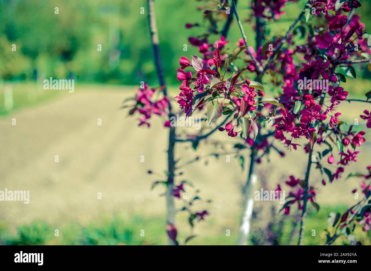 Germogli rossi di melo decorativo Malus Niedzwetzkyana . La città è verde. Primavera. Foto Stock