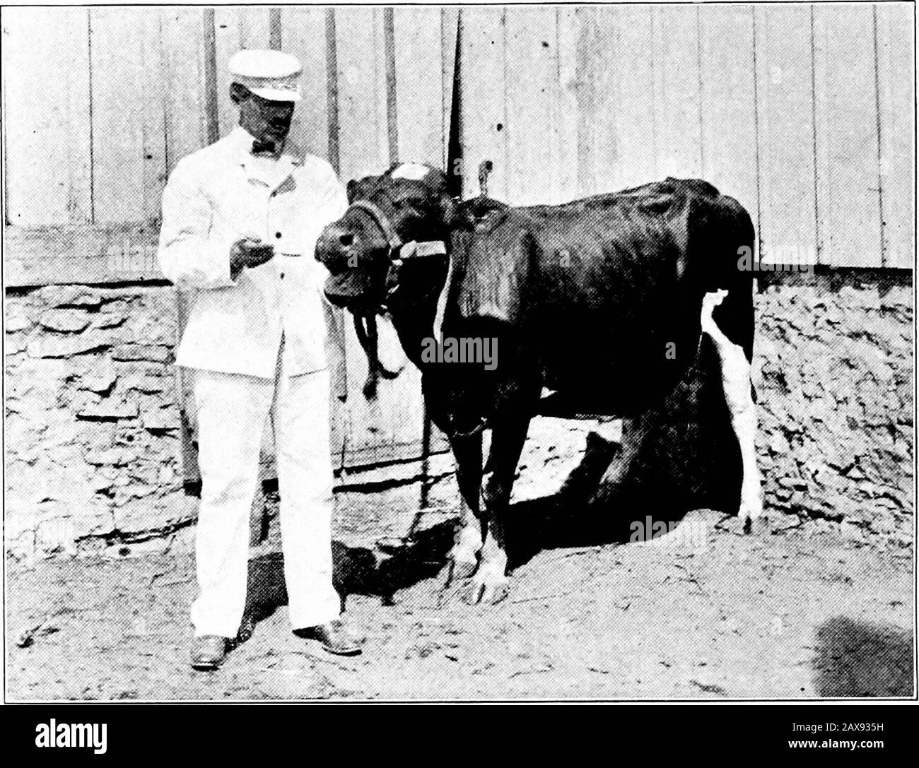 Dr David Roberts 'pratico veterinario domestico. Ade di tè del seme di lino. Keepmanger dolce e pulito. L'acqua deve essere pura e pulita, e riscaldata quando neces-sary. Sempre necessario per le vacche da latte nuove. Un'iniezione di acqua calda per retto dovrebbe essere data a tutti gli animali malati ex-cepting quelli afflitti con scioltezza delle viscere. NON BEVE MAI BESTIAME. MOTIVI PER CUI. Forse il modo migliore per dimostrare il pericolo di bere bestiame è quello di svisciare il lettore per buttare indietro la testa il più possibile e tentare di deglutire. Thisyou troverà per essere un compito difficile e lo troverete molto più difficile e. Foto Stock