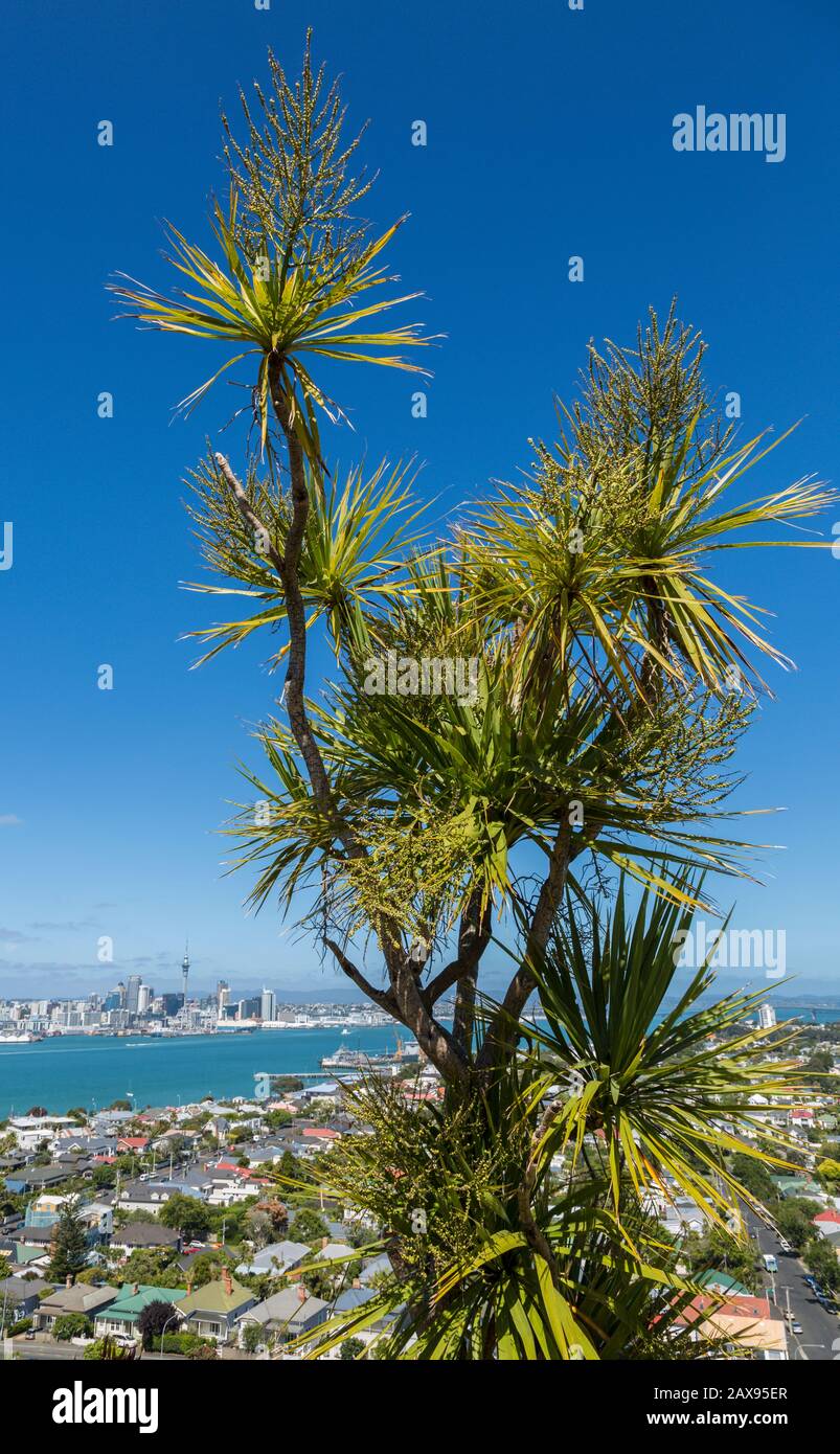 Skyline di Auckland da Devonport, Nuova Zelanda Foto Stock