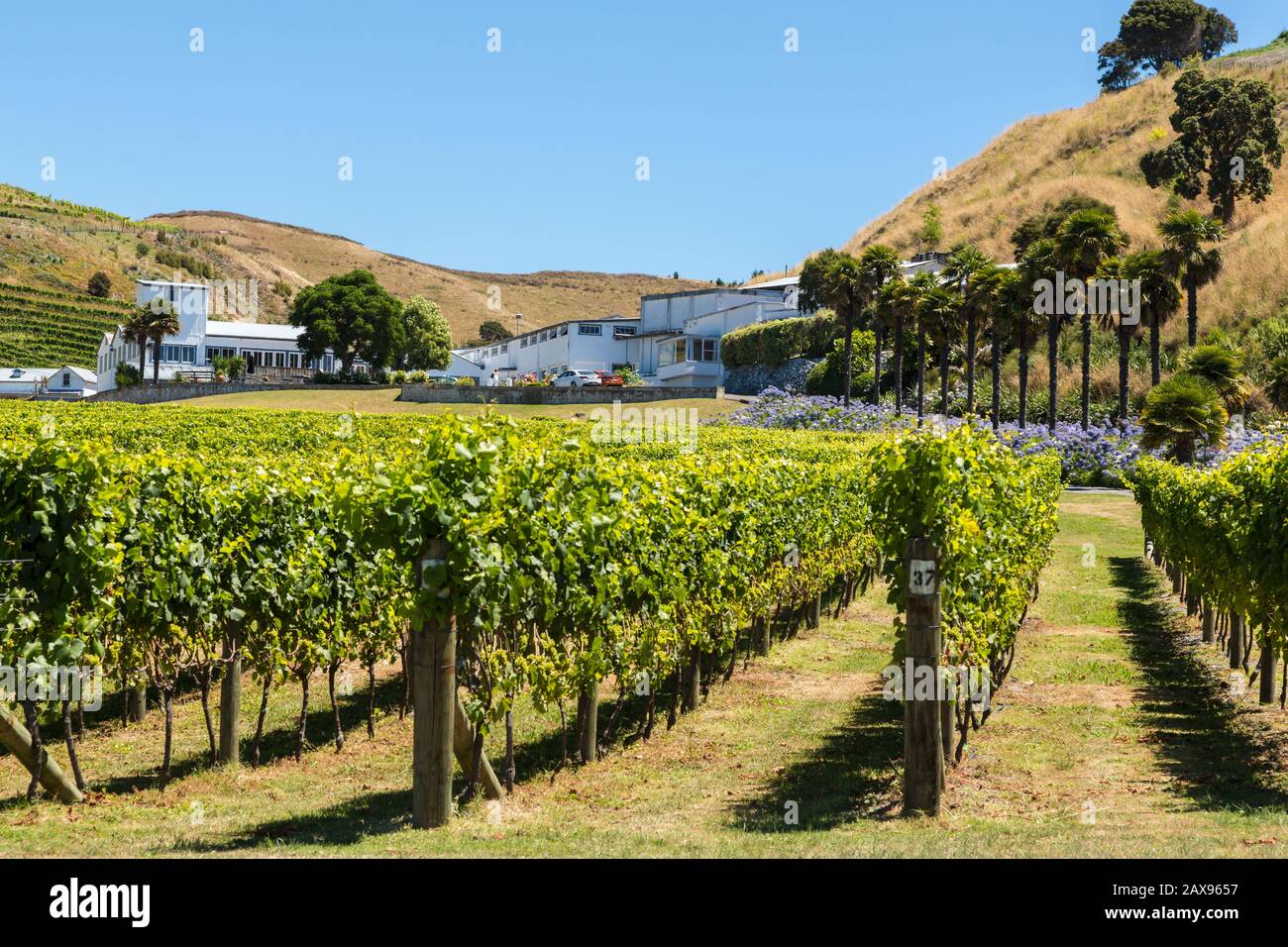 Azienda vinicola e vigneto della ESK Valley, Hawkes Bay, Nuova Zelanda Foto Stock