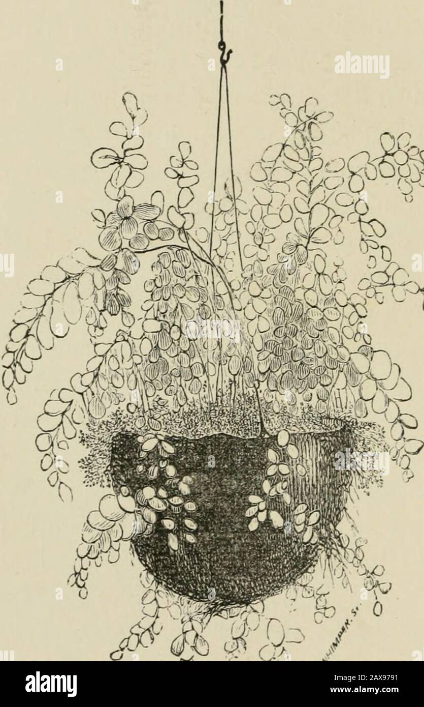 Il giardino di felce : come fare, tenere e godere ; o, la cultura Fern reso facile . ferns e crescere themwell, e non sarete molto esercitati circa le theniceties di gimcrepitery. I parassiti di molti tipi si verificano in casi felci nonostante tutte le precauzioni; misteriosi nibblings di fronds arenoticed, a volte la corona di una pianta preziosa willbe trovato mangiato via. I marauders possono essere woodlice, lumache, o la larva di piccoli coleotteri. Intrappolarli, ifpossible, inserendo le foglie fresche di lattuga nel chinksyou sospettano che frequenti. Oppure posizionare le fette di fresco sotto ciuffi di muschio. Esaminare le esche ogni giorno, e. Foto Stock