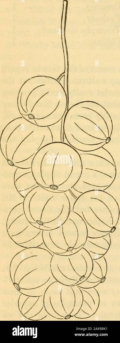 La rivista di orticoltura, botanica, e tutte le utili scoperte e miglioramenti negli affari rurali . essendo stato da thatsource. Il Ciliegio, che ha sfigurato in un volume precedente,(XXI., p. 425,) essendo uno dei più grandi e più showy, benchè non uguale in specie di toother di sapore. Questa varietà, che è stata coltivata da alcuni di ourcultivators di dimensioni immense, è stato così attraente sul thisaccount, sta per essere eclissata da un nuovo tipo, calledla Versaillaise, di cui wedgive il disegno allegato, (fig.16,) fatto da un cluster se-lected da esemplari exhib-ited da col. Wilder, prima del Massachusetts Foto Stock