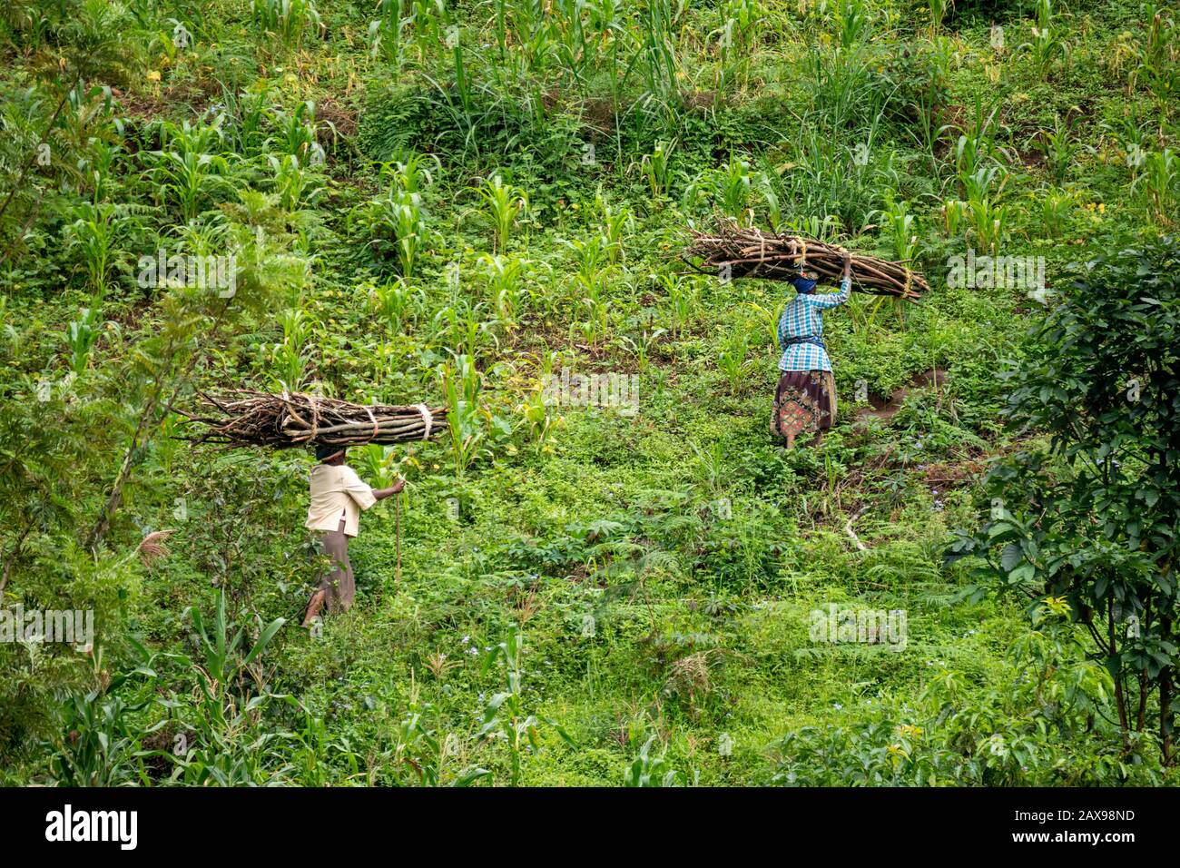 Lushoto, Tanzania - gennaio 2020: Una donna che trasporta tronchi di legna da ardere sulle loro teste che si arrampica attraverso la giungla di montagna nelle montagne di Usambara. Foto Stock