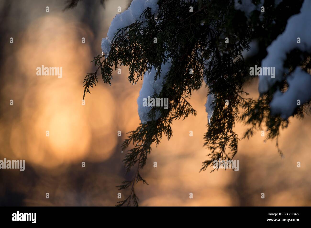Un ramo di pino coperto di neve con un'alba dorata fuori dello sfondo di messa a fuoco. Foto Stock