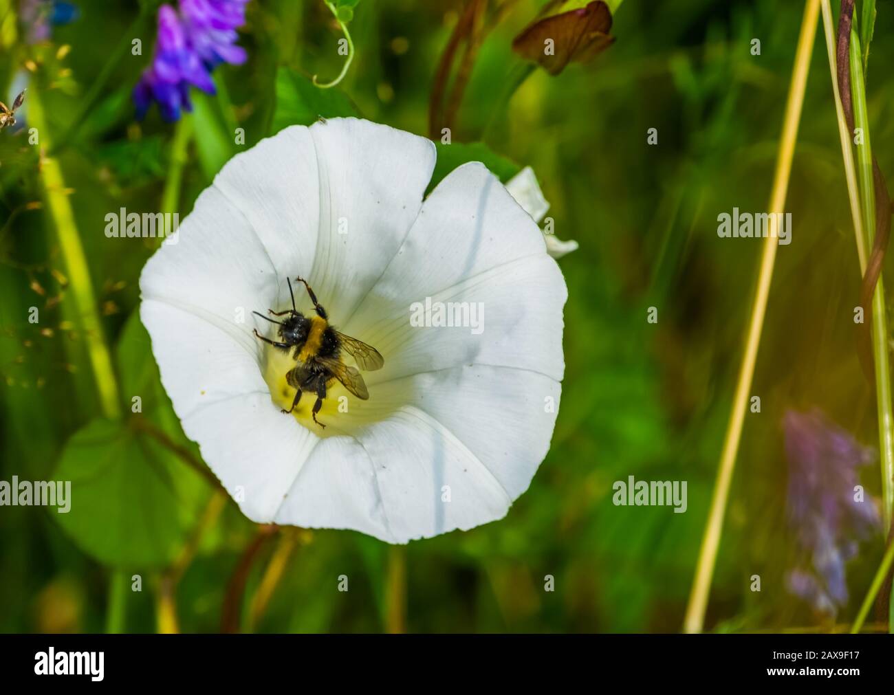 Closeup di un'ape che impollinano un fiore celeste della tromba, comportamento dell'insetto, sfondo della natura Foto Stock