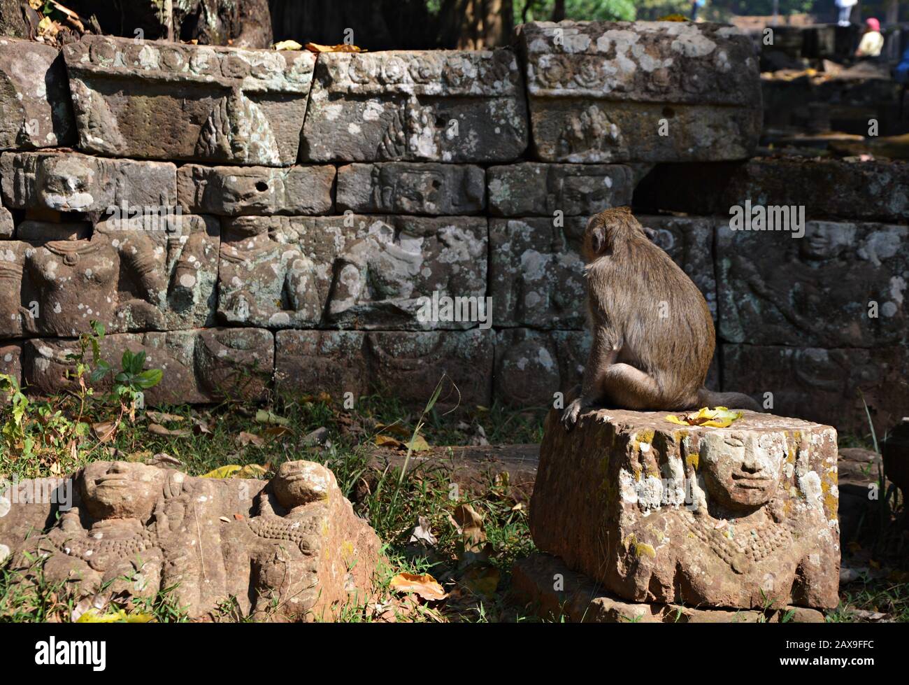 Scimmia Angkor Foto Stock