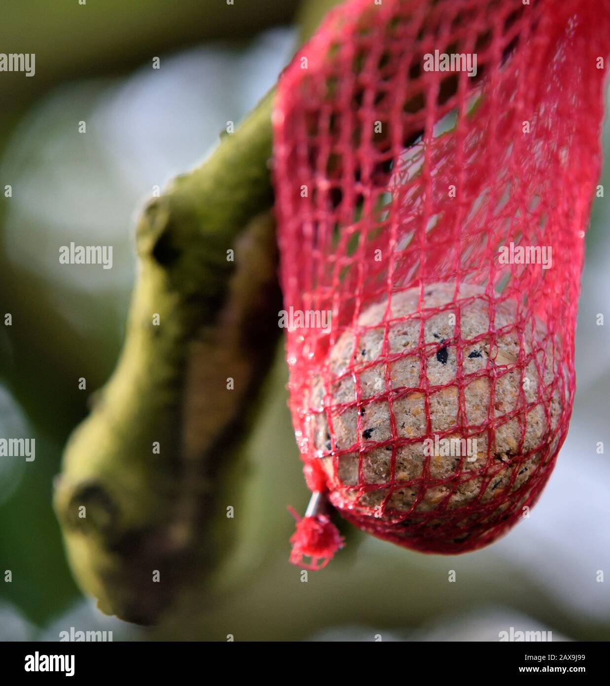 Fat ball in una rete di plastica rossa sospesa da una filiale UK Foto Stock