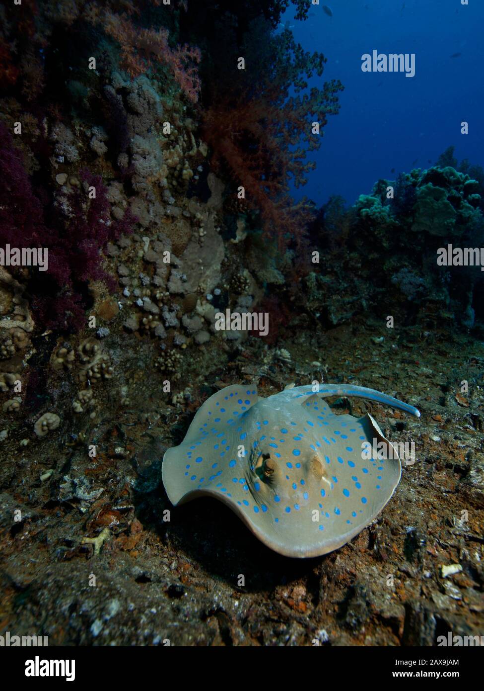 Una laguna blu macchiato ray rasa attraverso il relitto del 'Wreck WC' sulla barriera corallina di Yolanda nel Mar Rosso. Foto Stock