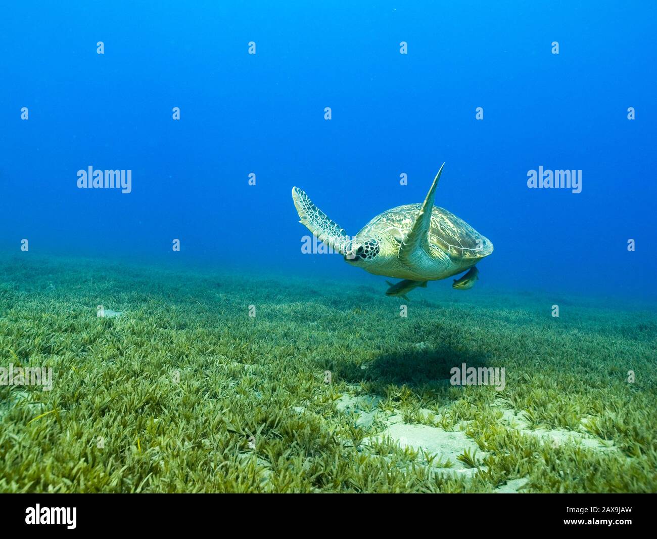 Una tartaruga hawksbill a Marsa Alam nel Mar Rosso, Egitto. Foto Stock