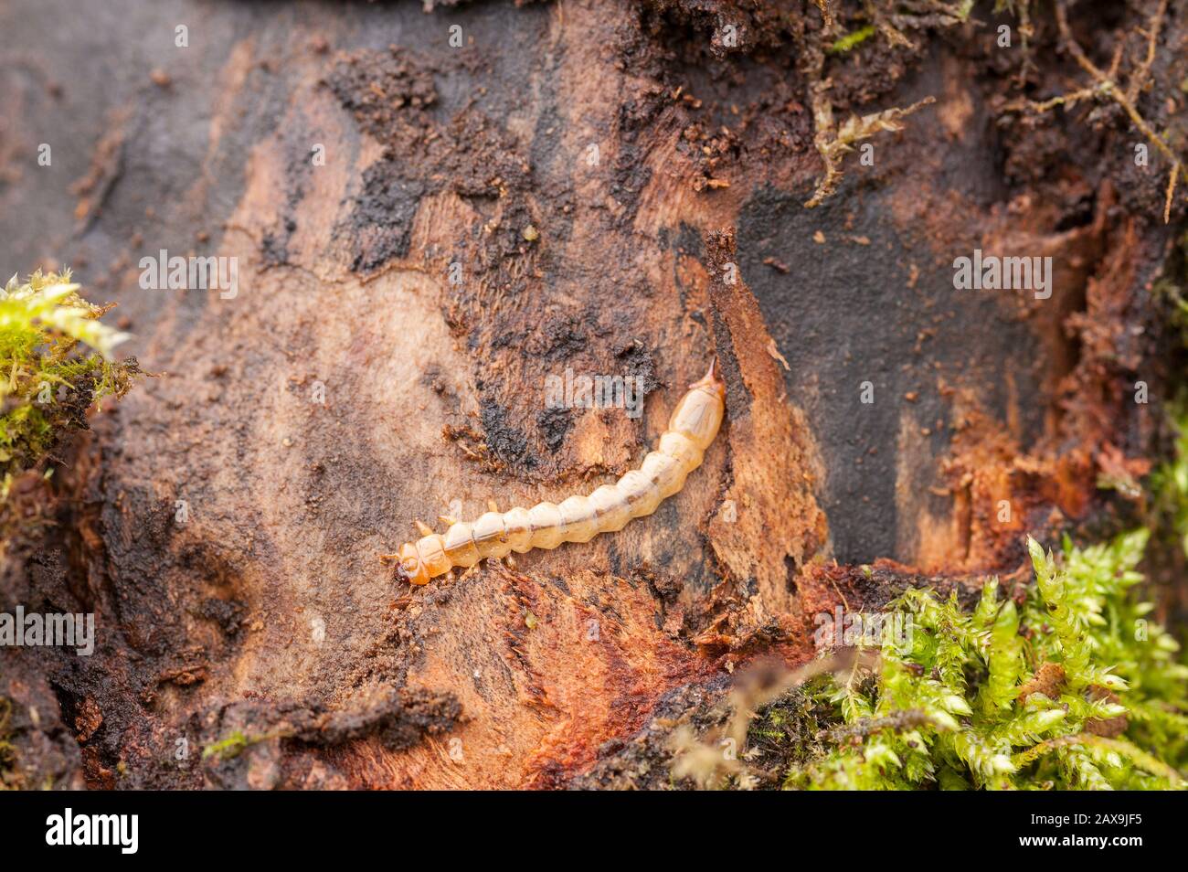 Larva cardinaliziana comune, pirocroa serraticornis, predatore di pidocchi che vivono sotto corteccia di sicomoro decadente con mandibole appuntite Foto Stock
