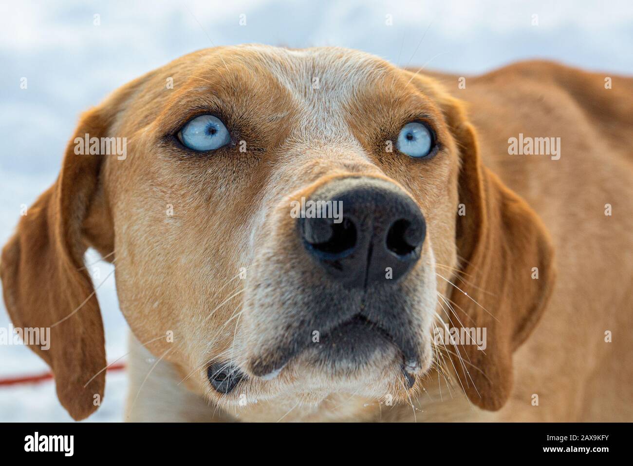 Ritratto di un cane con occhi blu da una squadra di cani da slitta Foto  stock - Alamy