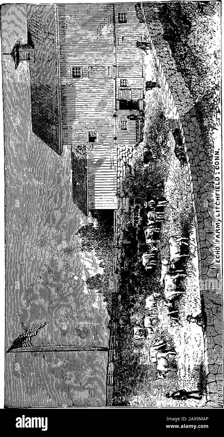 Echi di fattoria . Ave una scorta completa di fieno im-mediately su di loro, come è il caso in tutti i miei granai. L'edificio sul lato ovest della piazza è stato ampliato alle sue attuali dimensioni, lungo centocinquanta metri, e contiene bancarelle per cinquantadue mucche. Itcollega con il Barn Nord, quaranta piedi di larghezza, r whichfa la lunghezza del cento e novantunefeet fienile sul lato est. Il Dairy Building, anche recentemente ampliato, ora misura trentasei piedi da sessantadue piedi, e js- due e mezzo piani di altezza. Contiene al primo piano, una sala di ricevimento per i visitatori, che sono ad Foto Stock
