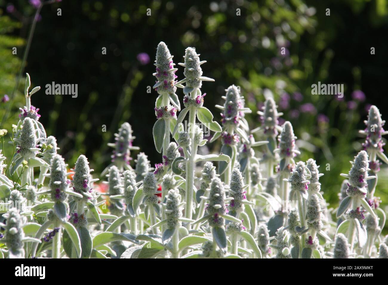 Fiori rosa di Blooming lanuginoso orecchie di agnello, Stachys Byzantina o Woolly Hedgenette alla stagione primaverile al sole del mattino. Foto Stock