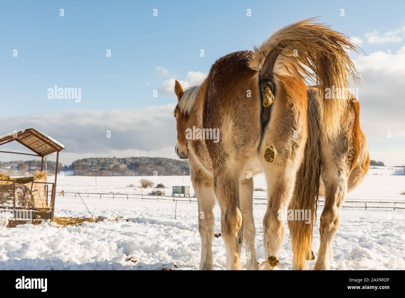 Vista di due cavalli da dietro nel paesaggio invernale in una giornata di sole. Due cavalli a baia sul prato. Bohémien-Moravian belga cavallo in giornata di sole. Repub Ceco Foto Stock