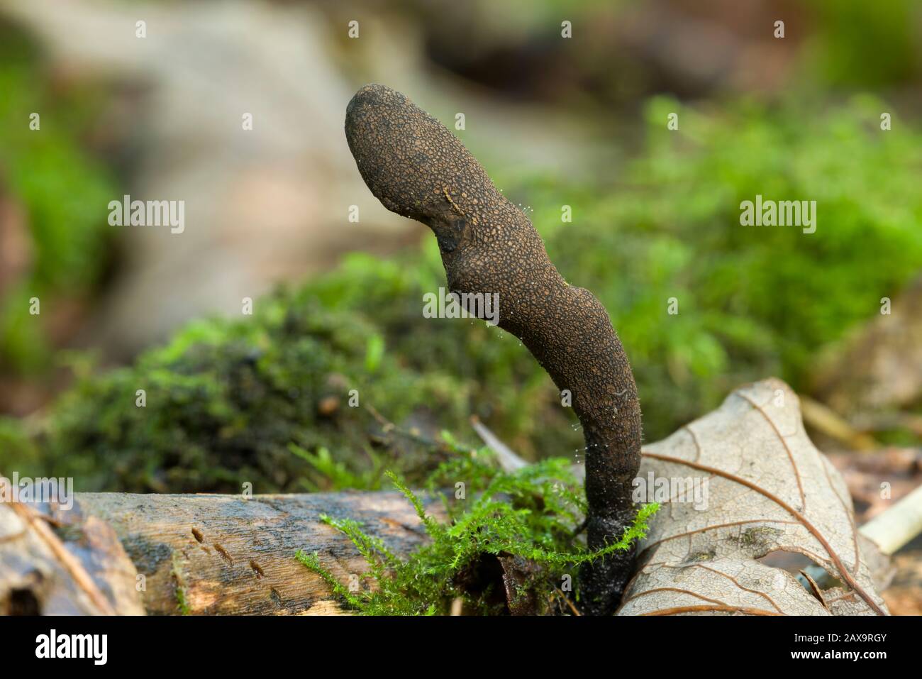 Xylaria longipes fungo comunemente noto come dita di moll morto che crescono su un ramo in figliata di foglie su un pavimento boschivo. Foto Stock