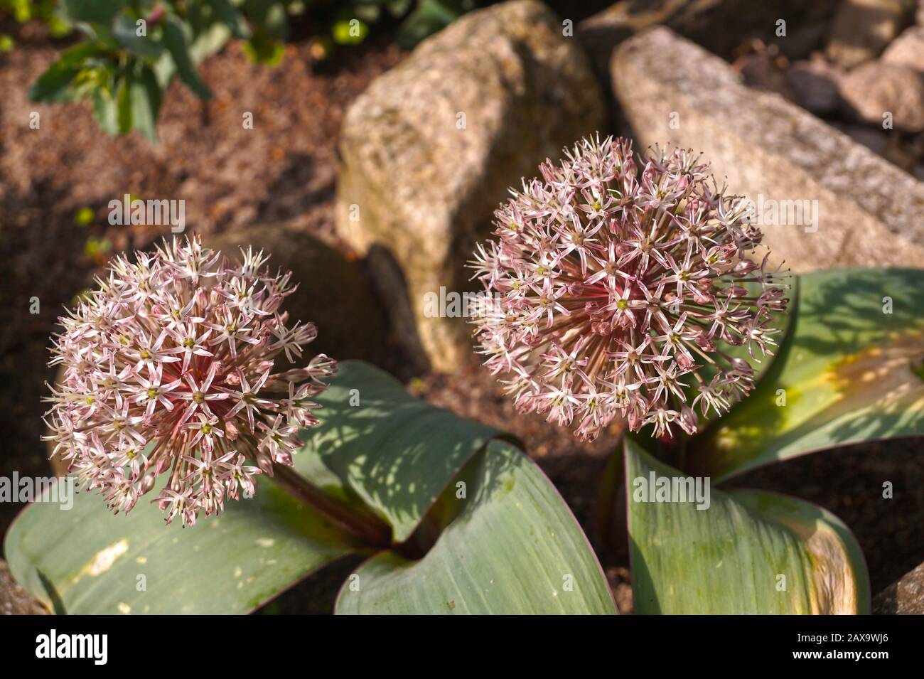 Rrockery. Allium giganteum, nome comune cipolla gigante, è una specie asiatica di cipolla coltivata in molti paesi come pianta da giardino in fiore. Foto Stock