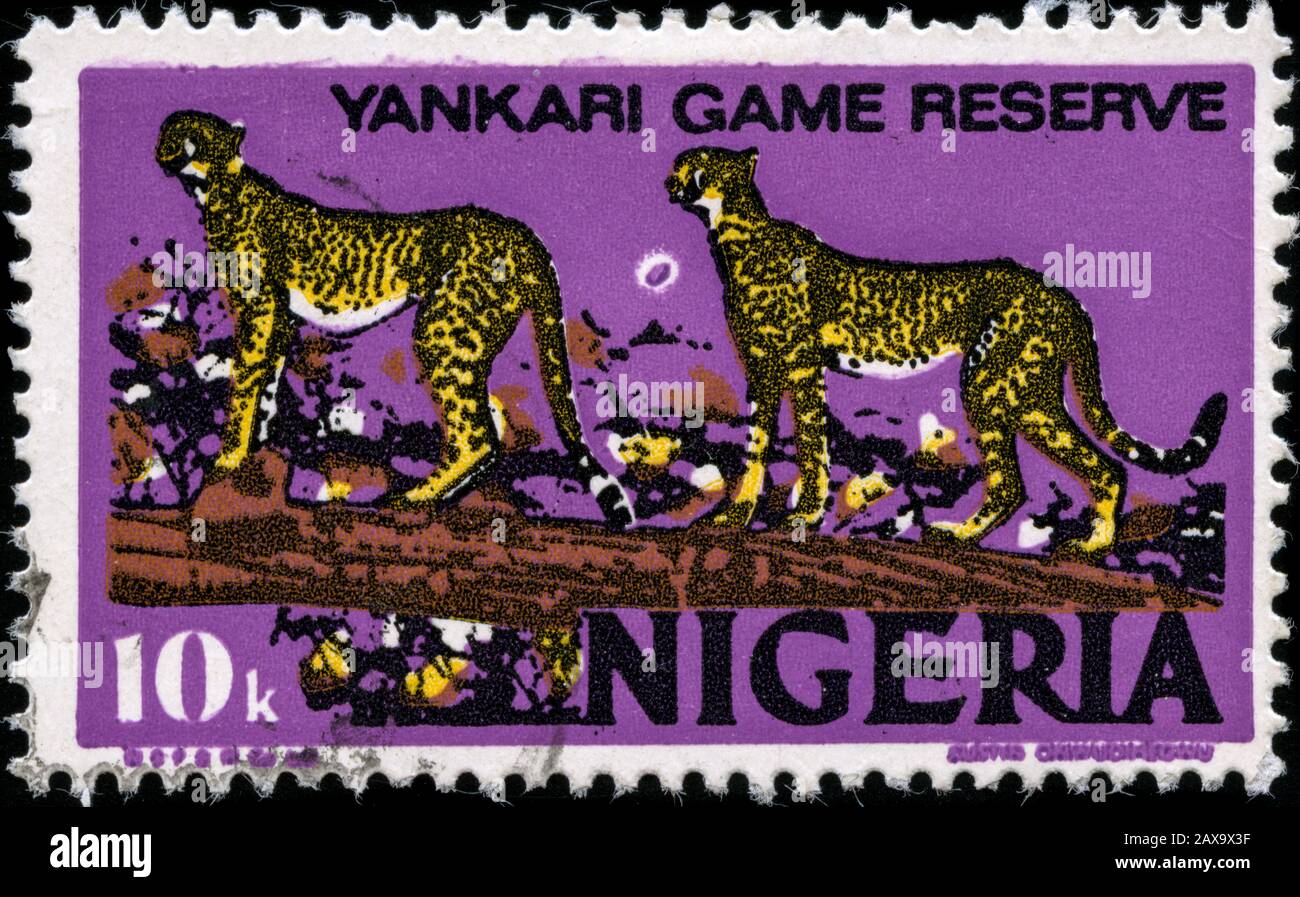 Cheetah (Acinonyx jubatus) - liteo, senza acqua Foto Stock