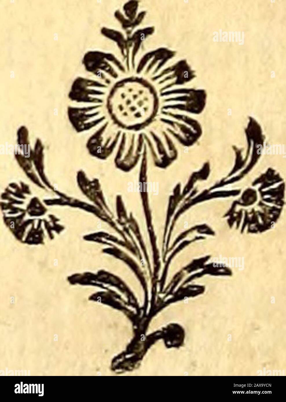 Histoire des plantes de la Guiane Françoise, rangées suivant la méthode sexuelle, avec plusieurs mémoires sur différens objets intéressans, relativfs à la culture & au commerce de la Guiane Françoise, & une notice des plantes de l'Isle-de-France .. emences brunes & ovoïdes. Sette plante croît dans les lieux fabloneux près du rivage de la mer^ PP,j joo PENTANDRIA, PENTAGYNIA. Tant à Caïenne qua la grande terre. Elle eft annuelle, & sulla trouveprefque toujours avec fleurs &t frutte. La branche repréfentée &; le détail des parties de la fleur , font degrudegrur naturelle. Spiegazione de la Planc Foto Stock