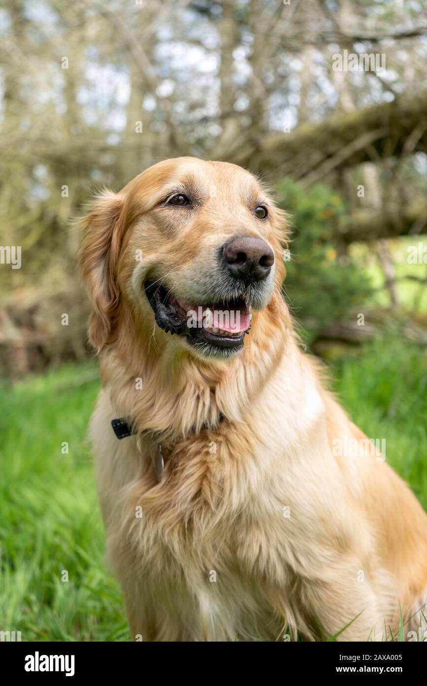 Wispa il retriever dorato sorride per un bel ritratto boscoso primaverile. Foto Stock