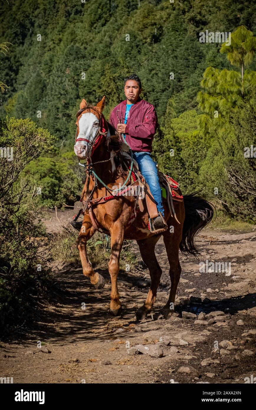 Un giovane messicano cavalcando un bel cavallo marrone su un sentiero forestale in Messico Foto Stock