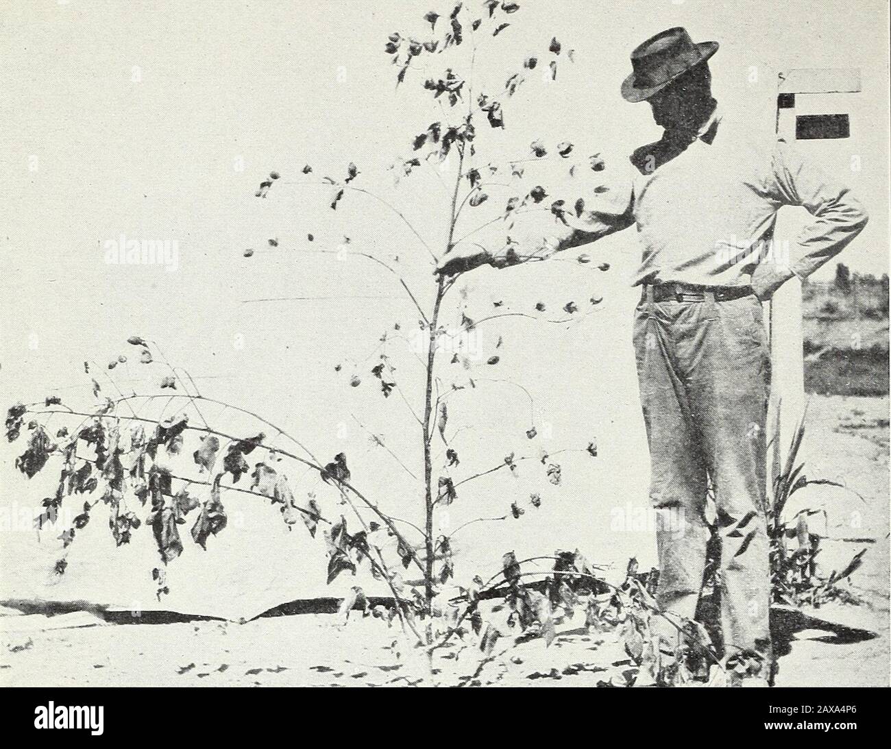 Le abitudini ramificate del cotone egiziano . Fig. 2.- Pianta Di Cotone Egiziano Matura Con Sviluppo Eccessivo Degli Arti. Bui. 249, Bureau of Plant Industry, U. S. Dipartimento di Agricoltura. Piastra II. Fig. 1.- Impianto di cotone egiziano maturo con un numero di Limbs medio-Sized  LW AT  , Che Mostra La Differenza nelle dimensioni e Nella Posizione Degli Arti E delle marchiole di FruitingBranches. I Rami lunghi alla base Della Pianta Sono Arti; i Rami dello Shorter Che Appaiono Appena sopra gli Arti e Che Continuano alla parte superiore Dello Stelo Sono Rami Fruttiferi. Foto Stock