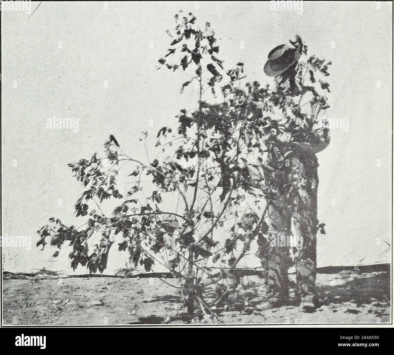Le abitudini ramificate del cotone egiziano . Fig. 1.- Pianta di cotone egiziano giovane Denudata di Foglie, Che Mostra LargeLimbs Che Sorge alla base Del Gambo e Brancesfrom Fruttifero Slanciato sedi Più Alte sul Gambo. Rami Fruttiferi Secondari Borneby Gli Arti Sono Anche Mostrati. Fig. 2.- Pianta Di Cotone Egiziano Matura Con Sviluppo Eccessivo Degli Arti. Bui. 249, Bureau of Plant Industry, U. S. Dipartimento di Agricoltura. Piastra II Foto Stock