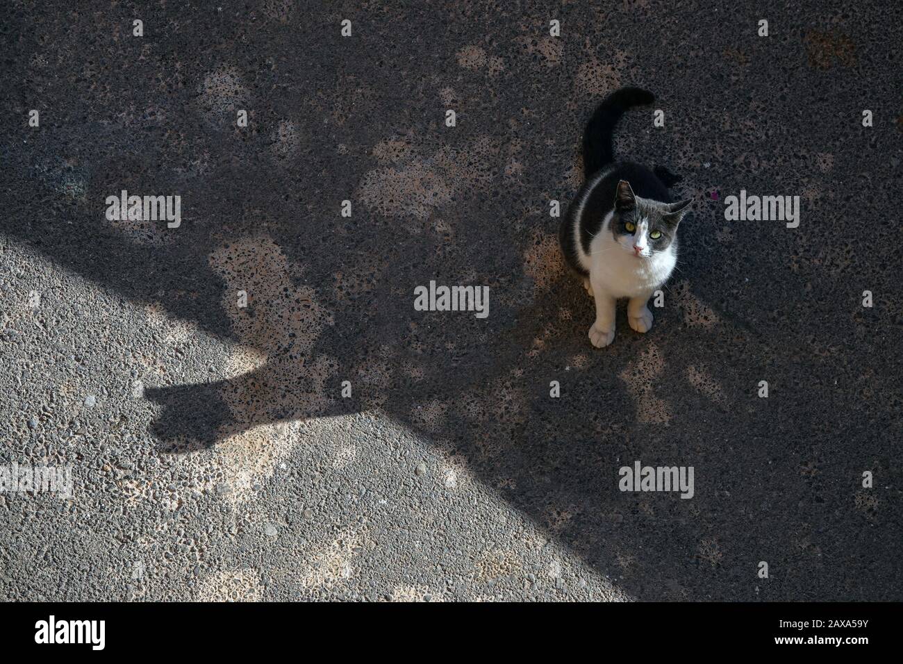 Gatto bianco e nero su tarmac con grande ombra, Villajoyosa, Spagna Foto Stock