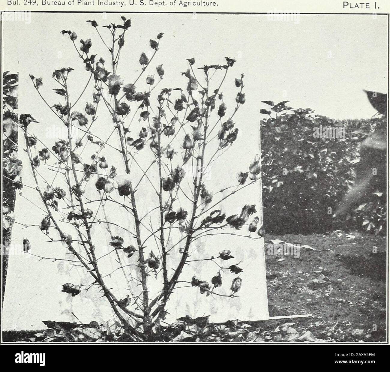 Le abitudini ramificate del cotone egiziano ottons dagli stessi nodi whichbear i grandi vegetativi. A causa di questo fatto, non si verificano branchie fruttiferi sulle stecche egiziane fino ad un nodo relativamente alto, dove varia con la varietà e tra individui della stessa varietà.(PL i, fig. 2, e PL II, figg. 1 e 2.) gli arti ascellari che si verificano raramente, e poi solo quandoveappaiati agli stessi nodi con arti extra-ascellari o con rami a frutto inferiore, sono piccoli e di relativamente poca importanza. Essere-causa i rami vegetativi e fruttiferi sono così da essere fondenti quasi isolati uno avanti Foto Stock