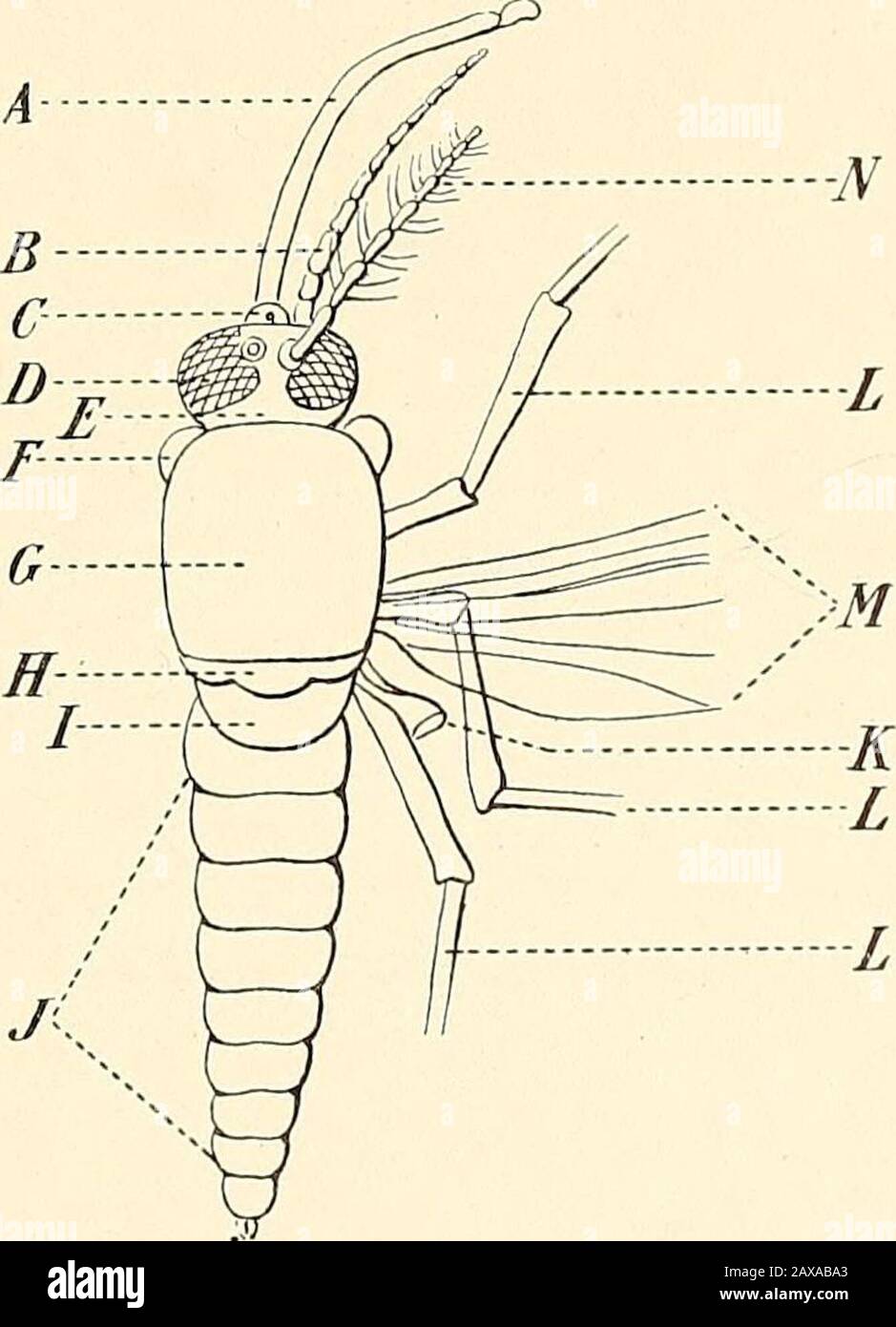 I febbri malarici, la febbre emoglobinurica e i protozoi sanguigni dell'uomo, a meno che non raggiungano ben al di sotto del bordo delle costole, altrimenti vi è grande pericolosita' che la capsula sia lacerata dall'ago che entra in contatto con le costoldurante l'inspirazione, poiché è quasi impossibile da proteggere contro più o meno movimento dell'organo durante il dolore della puntura. L'Esame delle Zanzare Malariche. È essenziale per lo studente di malaria essere in grado di riconoscere le zanzare themalarial, e che egli possiede abbastanza conoscenza delle loro abitudini per poter essere posteriori e quindi essere abill Foto Stock