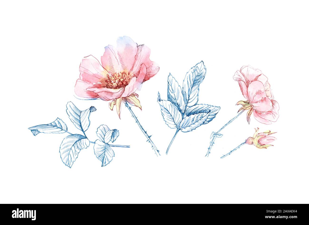 Acquerello Briar fiori collezione. Illustrazione a mano botanica con foglie di inchiostro blu e petali rosa. Set di elementi di design isolati per il logo Foto Stock