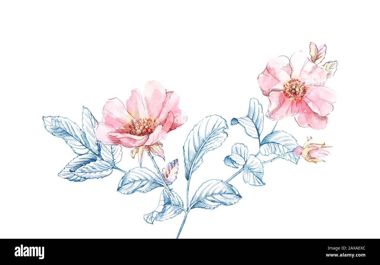 Schizzo del ramo Briar con acquerello. Grandi fiori e foglie di inchiostro blu. Illustrazione disegnata a mano botanica isolata su bianco per cosmetici, matrimoni Foto Stock