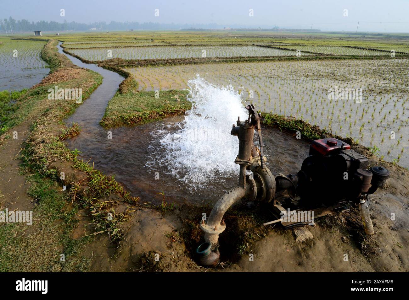 Irrigazione da tubo Profondo bene è fatto su campo trapiantato di piantine di riso nel distretto di Jamalpur, Bangladesh, il 10 febbraio 2020. Il Bangladesh è Foto Stock