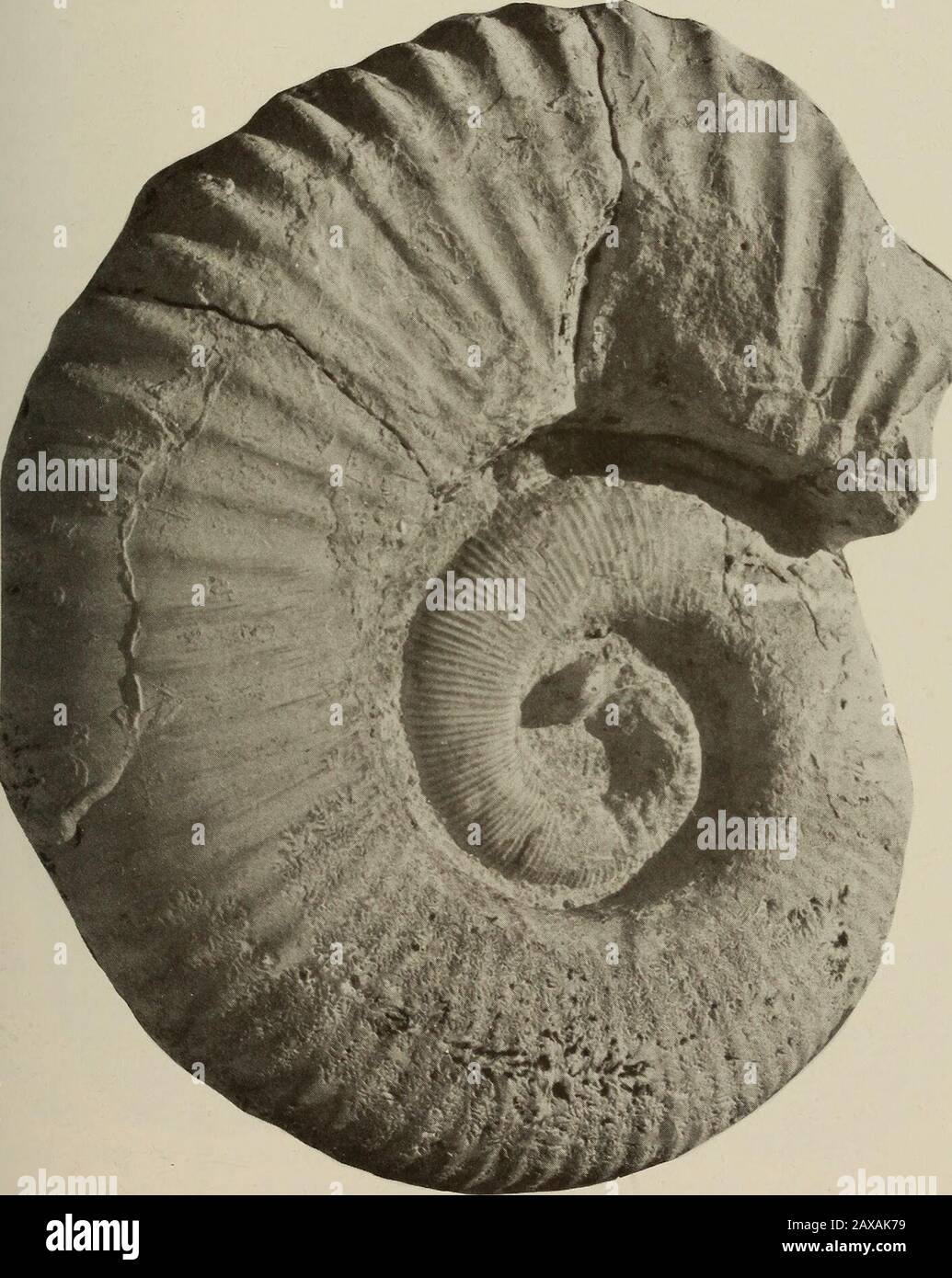 Annals of the South African Museum = Annale van die Suid-Afrikaanse Museum . ma dalle illustrazioni disponibili (Moore 1870, pi. 15 (fig. 3); Etheridge Jun. 1892, pi. 31 (fig. 1), pi. 32 (figg. 3-4)) può essere sedentato che ornamenti e sezione di whorl sono simili a quelli della specie attuale, ma che la bobinatura è più vicina con i whorls toccante. Australiceras rabbenjanaharyi Collignon (1962: 26, pi. 226 (fig. 969)) dal Madagascar, ha ornamento simile dopo la fase iniziale trituberculate, ma isalso strettamente avvolto con i whorls toccare. FAUNAS CRETACEO DAL SUDAFRICA 269 TROPAEUM Foto Stock