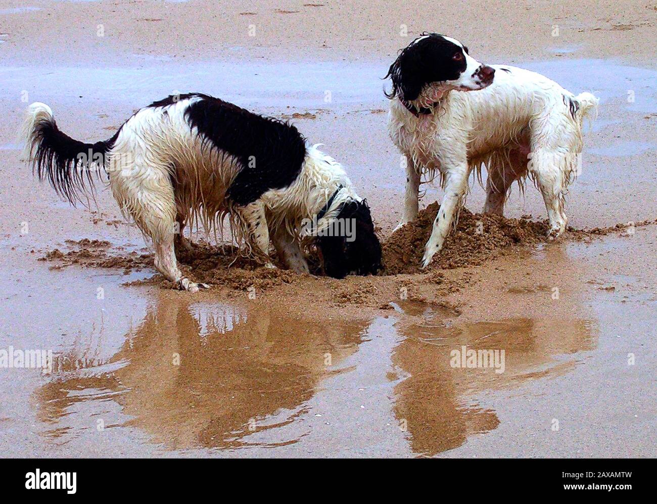 Due cani a esso, giocando su una spiaggia sabbiosa della Cornovaglia Foto Stock
