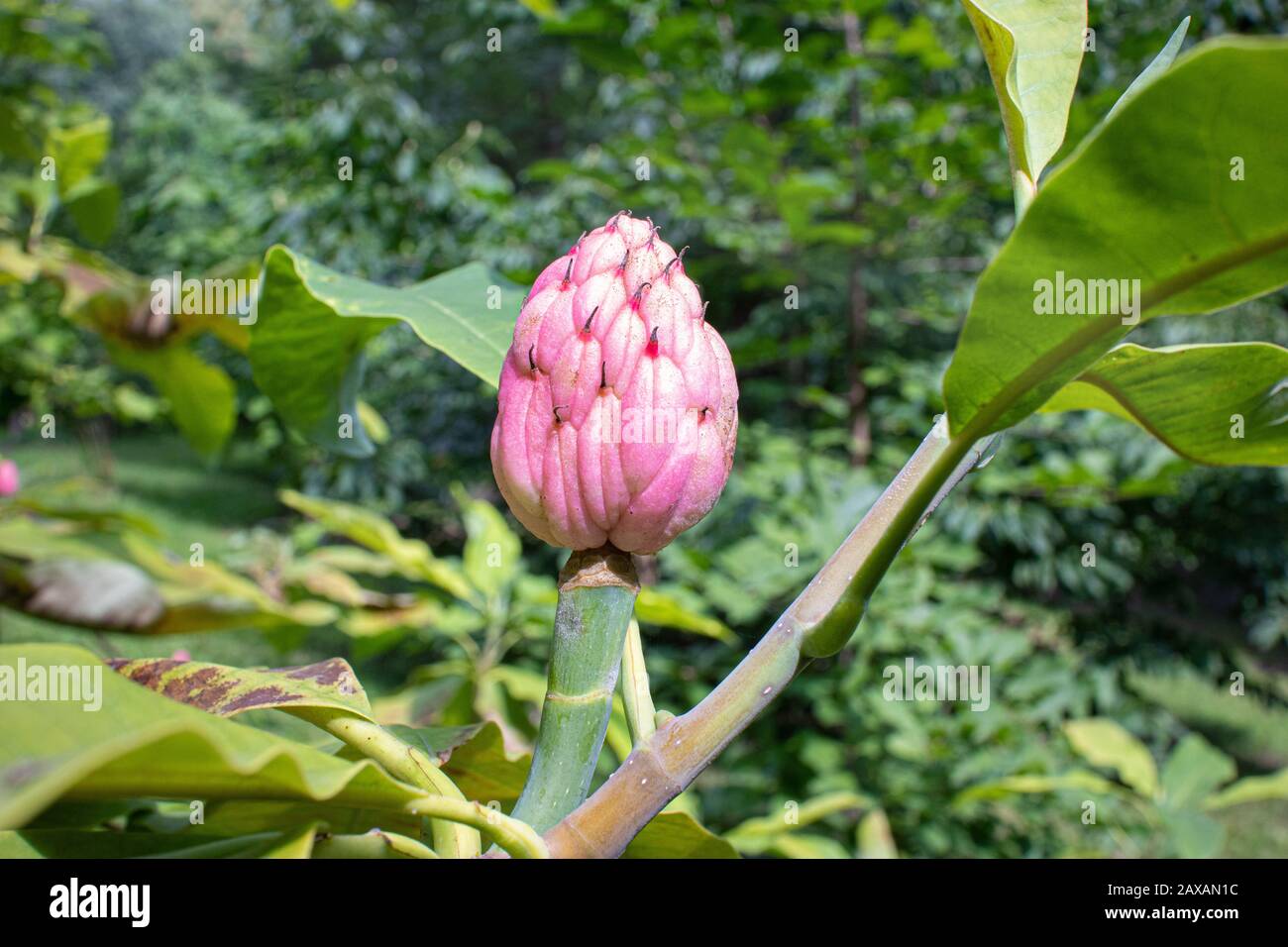 Magnolia albero dopo fiore su foglie verdi Foto Stock
