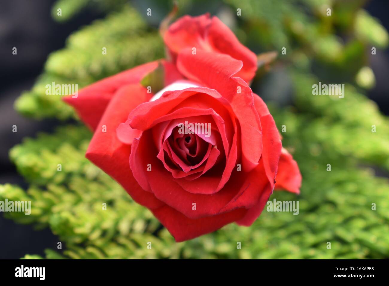 Rose rosse: Una rosa rossa è un'espressione inconfondibile dell'amore. Le rose rosse trasmettono le emozioni profonde - sia esso amore, desiderio o desiderio. Rose rosse possono anche essere utilizzate Foto Stock