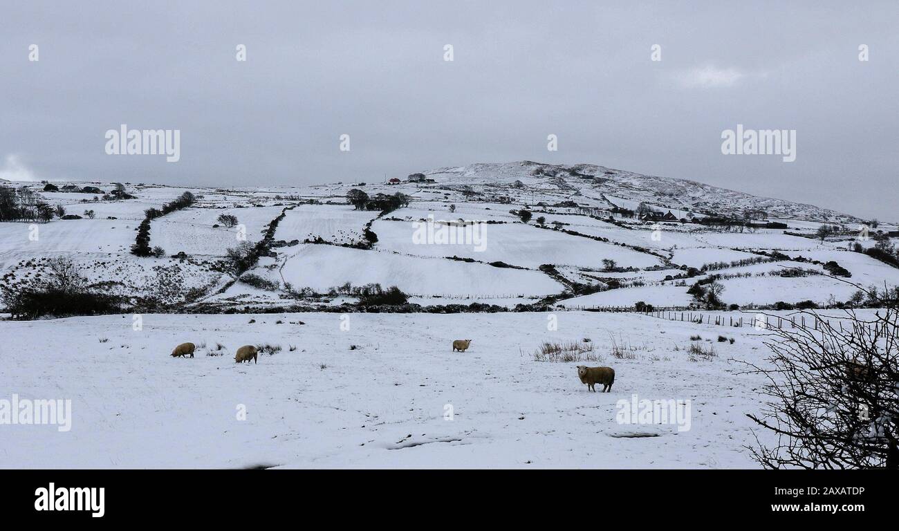 Finnis, County Down, Nord, Irlanda. 11th Feb, 2020. Tempo nel Regno Unito: Forti accumuli di neve su terreni alti alle colline di Dromara nella contea Giù. Con le docce pesanti che soffiano attraverso più seguirà durante la notte e in domani prima che le temperature aumentino di nuovo. Credito: David Hunter/Alamy Live News Foto Stock