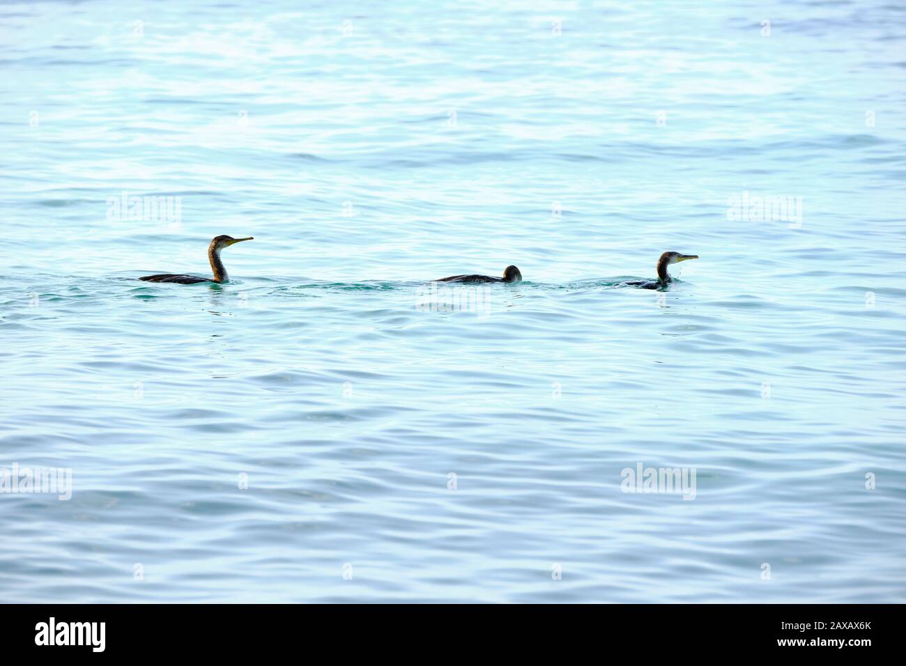 Tre cormorani nuotano nel Mar Mediterraneo, Costa Brava, Girona Foto Stock