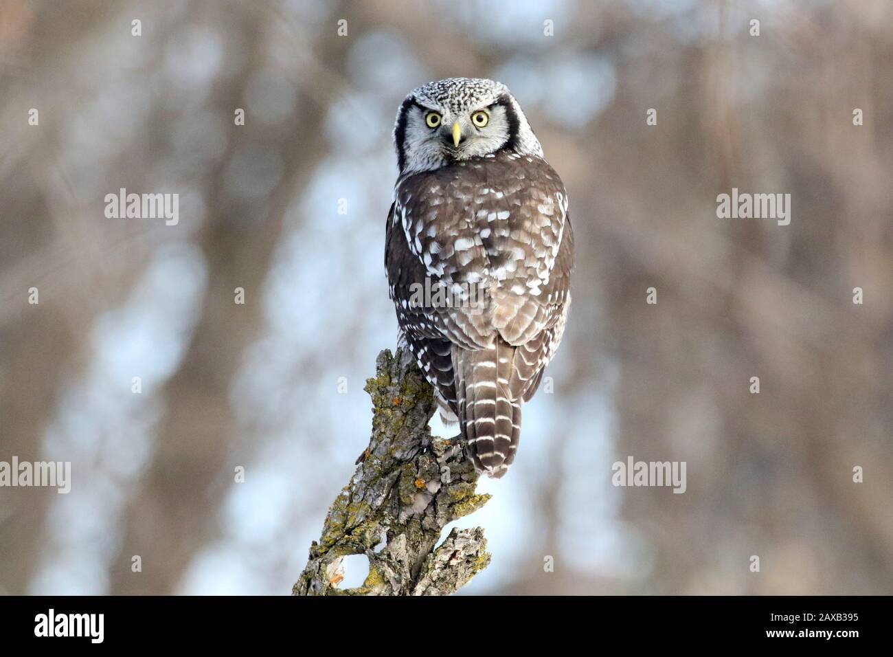 Gufo di Falco Foto Stock
