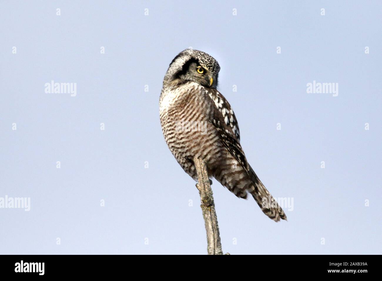 Gufo di Falco Foto Stock