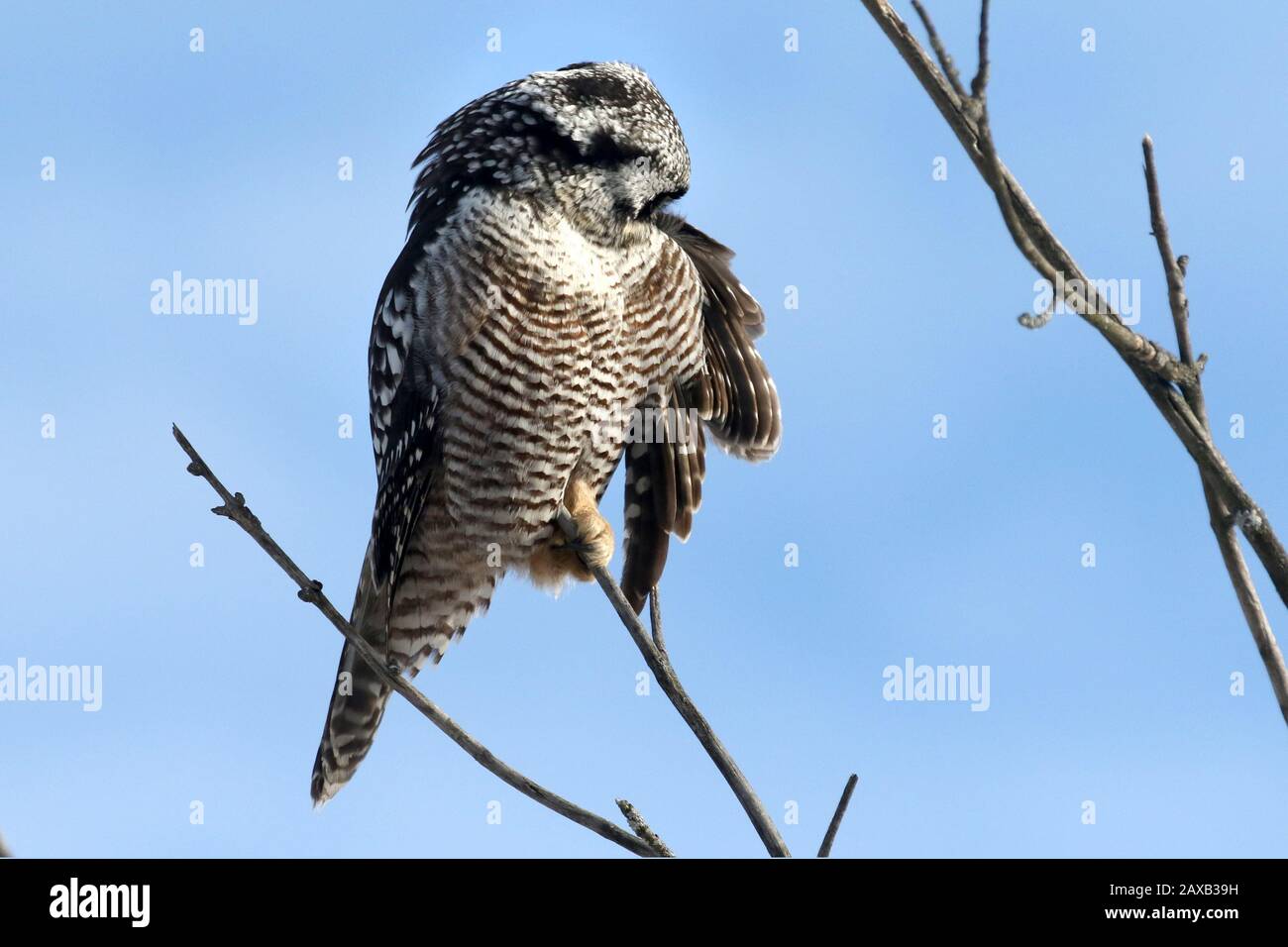 Gufo di Falco Foto Stock