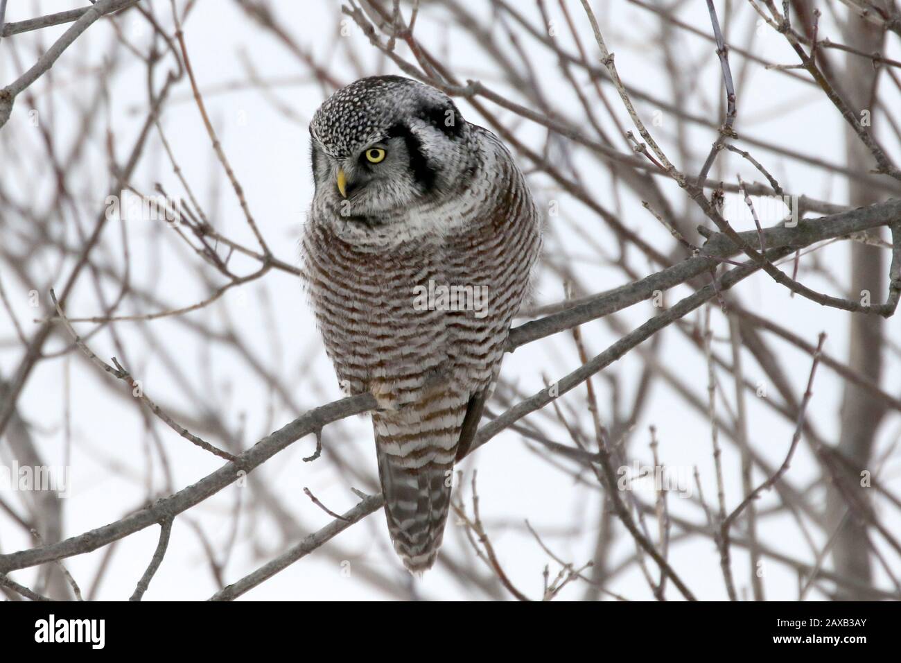Gufo di Falco Foto Stock