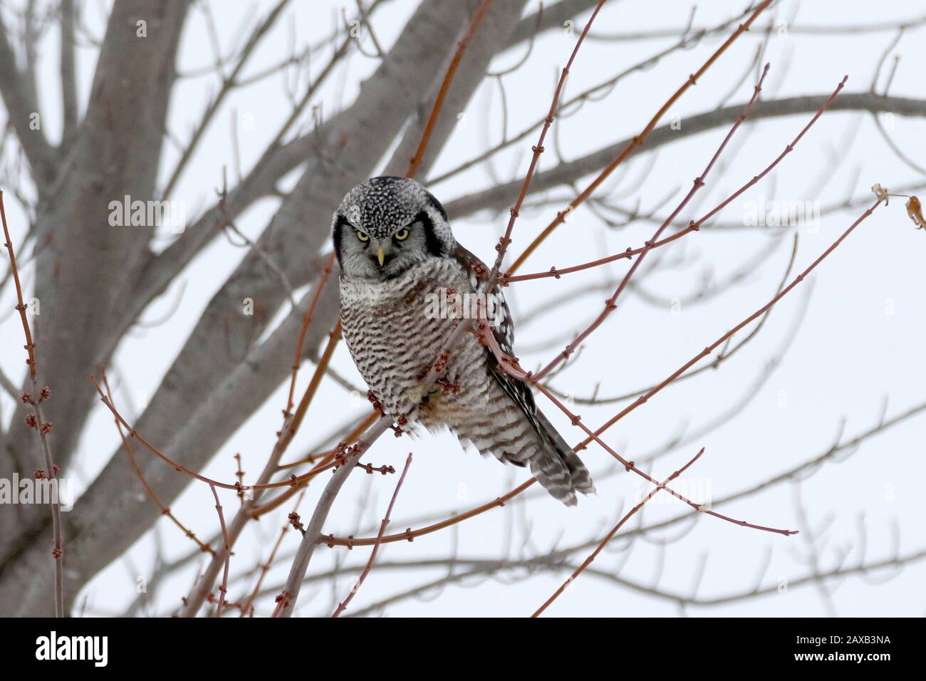 Gufo di Falco Foto Stock