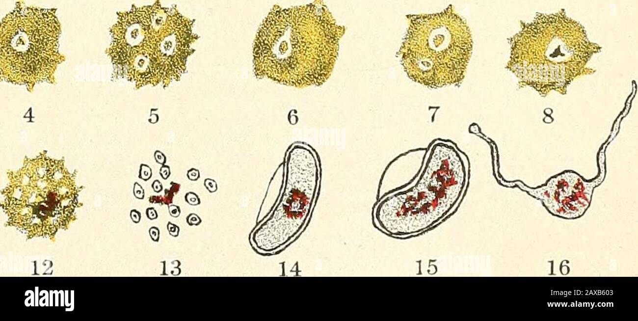 I febbri malarii, la febbre emoglobinurica e i protozoi sanguigni dell'uomo . 11. Quoziano Aestivo-Autumnale Plasmodium. Foto Stock