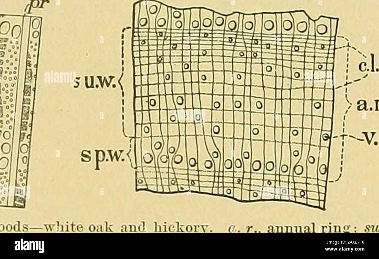Relazione sulle indagini forestali del Dipartimento U.Sdel agriculture1877-1898 . FLG.S. - Eiug •«., iTimmer legno; sp linee; rt, tratti più scuri di duro fibe: Pitli raggi.. ODS - quercia bianca e hickory, a. r., legno primaverile; v, vasi o pori; anello annuale, concentrico i che forma la parte solida di legno di quercia; pr ft b , d Foto Stock