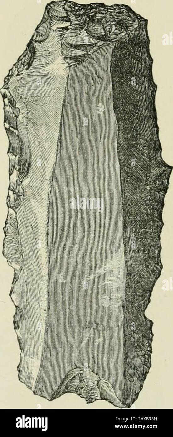 Antiche abitazioni o crangi scozzesi : con un capitolo supplementare sui resti di abitazioni lacustri in Inghilterra . Fig. 65. - posteriore della fiasca di selce (i). Fig. 64.-Flint Flake (€). 2. Un grande coltello-fiocco, 3 pollici di lunghezza e l£ largo, che sembra essere stato molto usato ai bordi e punto. E' anche fatto di una selce biancastra, e presenta tre superfici lisce sopra e sotto (Fig. 64). 3. La parte terminale di un altro fiocco, fatta di una selce scura (Fig. 65). I Gemelli del mandrino.- Tre piccoli oggetti circolari, supposedto essere whorls del mandrino, sono qui classificati insieme. Due arfatti di creta, e sono stati trovati Foto Stock Antiche abitazioni o crangi scozzesi : con un capitolo supplementare sui resti di abitazioni lacustri in Inghilterra . Fig. 65. - posteriore della fiasca di selce (i). Fig. 64.-Flint Flake (€). 2. Un grande coltello-fiocco, 3 pollici di lunghezza e l£ largo, che sembra essere stato molto usato ai bordi e punto. E' anche fatto di una selce biancastra, e presenta tre superfici lisce sopra e sotto (Fig. 64). 3. La parte terminale di un altro fiocco, fatta di una selce scura (Fig. 65). I Gemelli del mandrino.- Tre piccoli oggetti circolari, supposedto essere whorls del mandrino, sono qui classificati insieme. Due arfatti di creta, e sono stati trovati Foto Stock