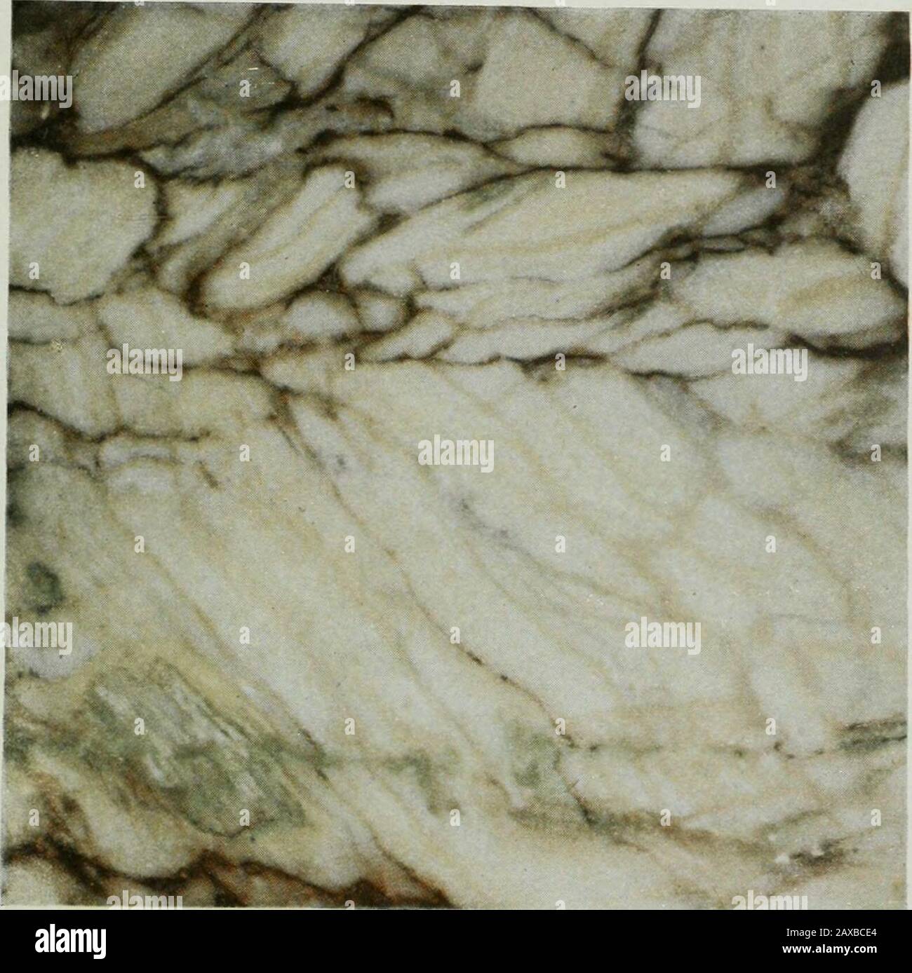 ..relazione sulla costruzione e le pietre ornamentali del Canada, Voli-V . Socialite, Dungannon Township, Oat. Static I.XXIW. Marmo Marrone Brecciato, Ontario Marble Co., Bancroft, ()Nt. PI.ATE LXXV. No.1 - calcare Chazy, cava di Marcottes, Mille Roches (136) 2 - calcare del fiume Nero, cava di Hansons, Mille Roches (135) 3 - calcare del fiume Nero, cava di Wallaces, Kingston (64) 4 - calcare del fiume Nero, cava di Aylesworths, Newburgh, Ont (92) 5 - calcare del fiume Nero, cava di Macdonalds. Point Anne, Ont. (112) 6 - Black River Limestone, McPhies (juarry, Glen Robertson, Ont. (107) 7 - Black River Limestone, Loggio Foto Stock